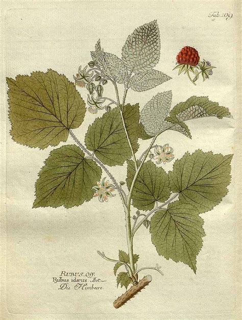 Illustration d'une branche de framboisier avec fruits et feuilles