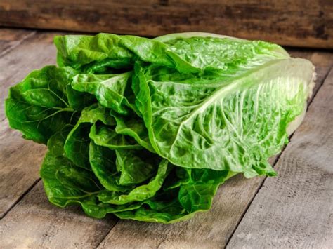 Laitue romaine en jardinière