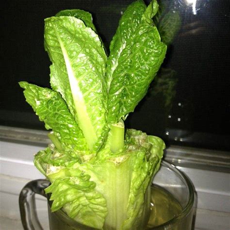 Laitue romaine repoussant dans l'eau