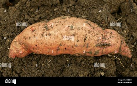 Gros plan sur un tubercule de bégonia