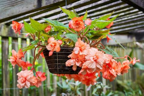 Tubercules de bégonia stockés pour l'hiver
