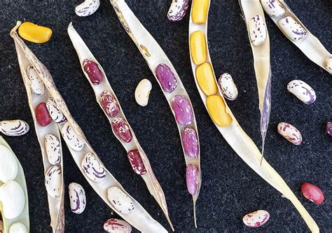 Illustration de diverses variétés de haricots, mettant en évidence les haricots rouges et ronds