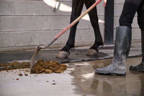 Schéma des composants du fumier de cheval : crottin, urine, paille