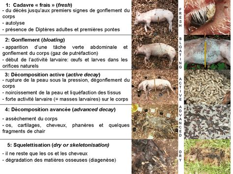 Les différents stades de décomposition du fumier