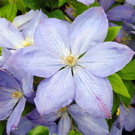 Illustration d'une clématite 'Mrs Cholmondeley' en pleine floraison avec ses grandes fleurs bleu lavande
