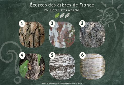 Schéma illustrant le test de l'écorce et la taille de nettoyage printanière