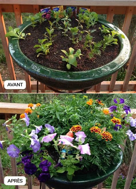 Plantation d'hysope en pot sur un balcon ensoleillé