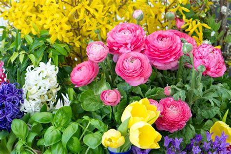 bonsaï en fleurs au printemps