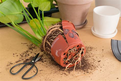 Plantes marcottées prêtes à être rempotées