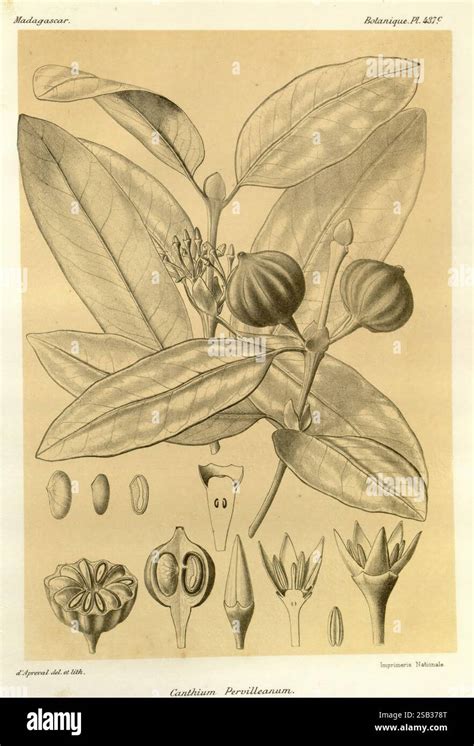 Illustration botanique du Citrus jambhiri avec ses feuilles et ses fruits