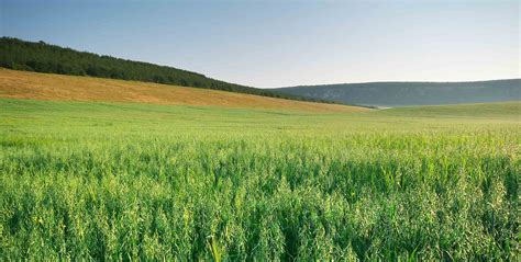 Champs de CIVE avec un méthaniseur en arrière-plan