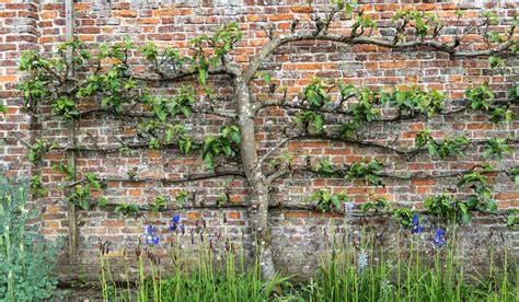 Pommier en espalier contre un mur