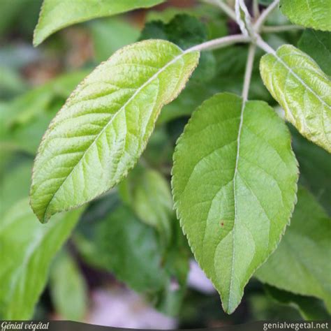 Feuille de pommier atteinte d'oïdium