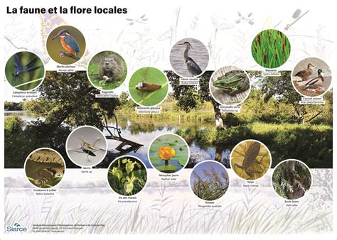 Panneau d'information sur la faune et la flore des Basses Vallées Angevines