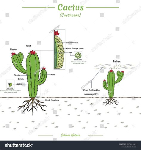 Schéma de la structure d'un cactus Opuntia