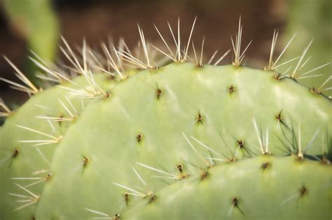 Dangers des épines de cactus pour les chiens