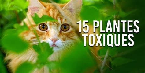 Liste des plantes toxiques courantes pour les chats
