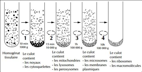 Western-blot d'analyse du fractionnement cellulaire