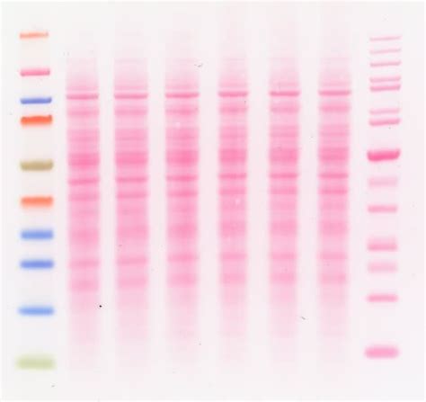Exemple de membrane de Western-blot colorée au Rouge Ponceau