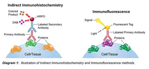 Illustrations des principes de l'immunohistochimie et de l'immunofluorescence