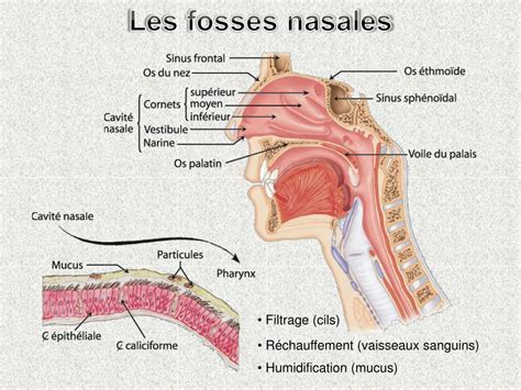 Schéma anatomique des fosses nasales et du système olfactif
