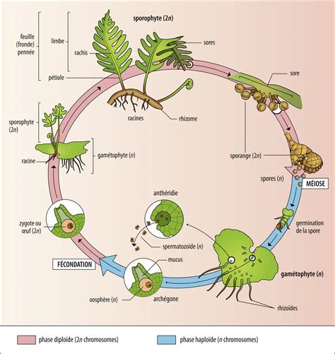 Schéma explicatif du cycle de vie d'une mauvaise herbe et de l'action d'un désherbant