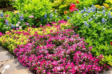 Exemple de plantes couvre-sol pour limiter la repousse des mauvaises herbes
