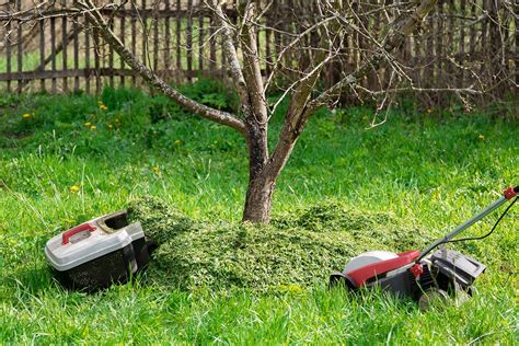 Paillage mixte (tonte et broyat)