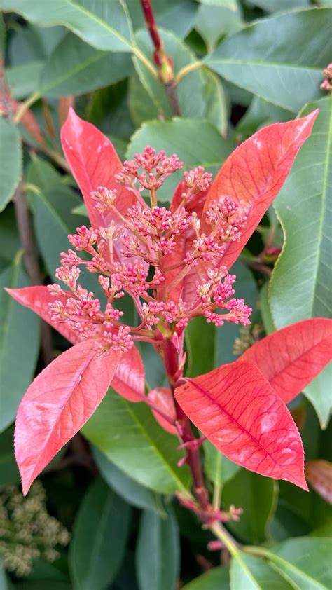 Photinia en pleine floraison avec ses jeunes pousses rouges caractéristiques