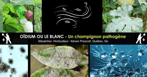 Illustration montrant les effets de l'oïdium sur le feuillage