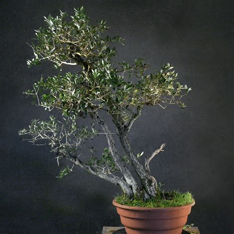 Bonsai de châtaignier à triple tronc
