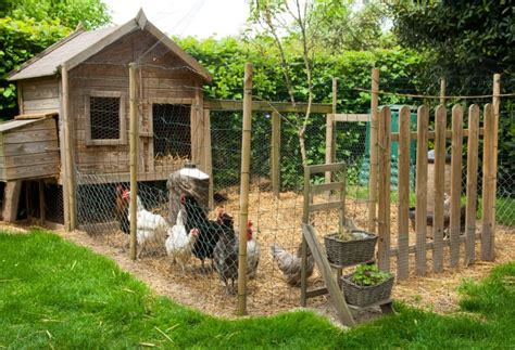 poules dans un poulailler DIY