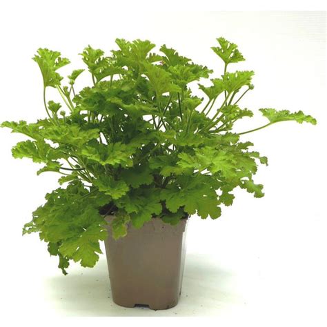 Géranium odorant citronnelle en pot