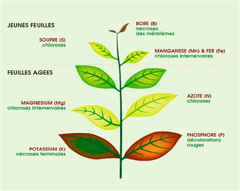 Tableau des périodes d'application foliaire pour les oligo-éléments sur pommier