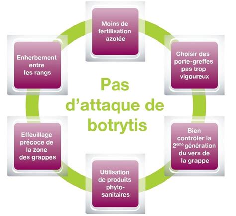 Schéma des étapes de lutte contre le botrytis