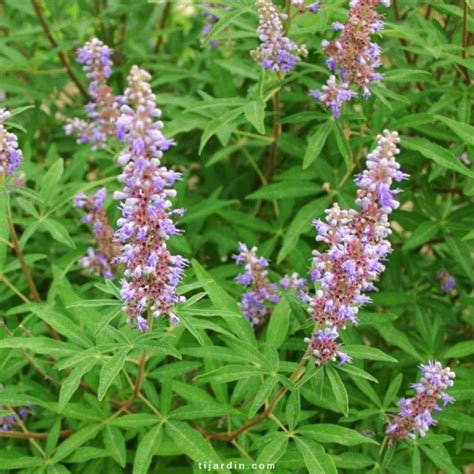 Arbuste de Vitex agnus-castus en pleine floraison estivale