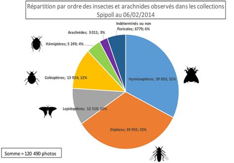 Diagramme des principaux ordres d'insectes pollinisateurs