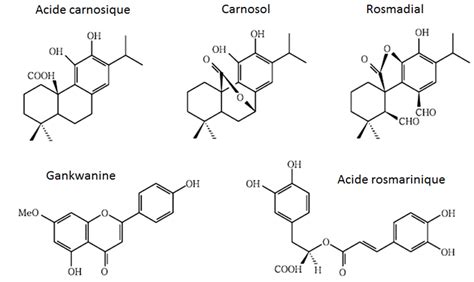Schéma simplifié illustrant les composés chimiques naturels présents dans les feuilles de lierre terrestre
