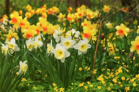 Champ de jonquilles en fleur