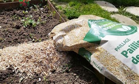 Paillage de Miscanthus dans un jardin