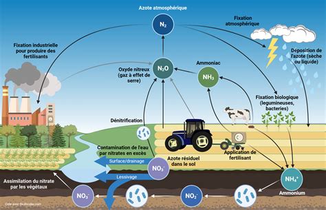 Schéma du cycle des nitrates dans le sol avec Miscanthus