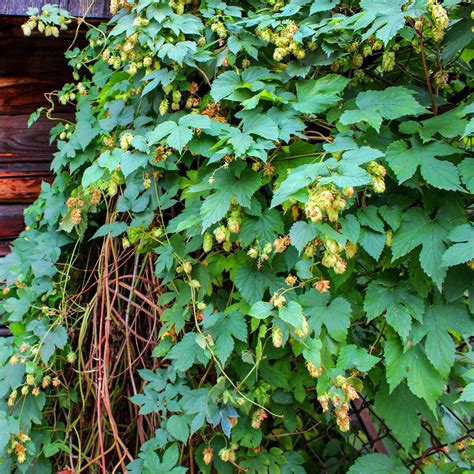 Exemple de façade végétalisée avec du houblon