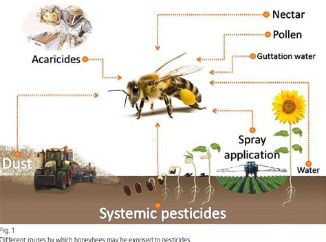 Schéma illustrant la contamination des abeilles par les pesticides