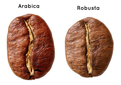 Grains de café Arabica et Robusta, torréfiés différemment