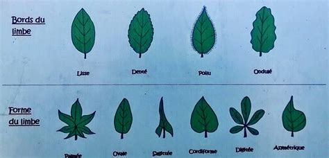 Illustration des différentes formes de feuilles de lierre