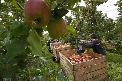 Récolte de pommes
