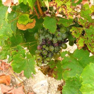 Bouillie bordelaise sur une vigne