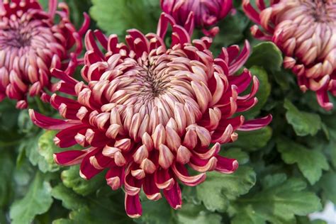 Chrysanthèmes de diverses couleurs et formes