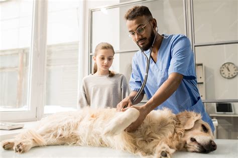 Vétérinaire examinant un chien