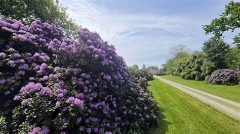 allée de rhododendrons du Château de Chantore